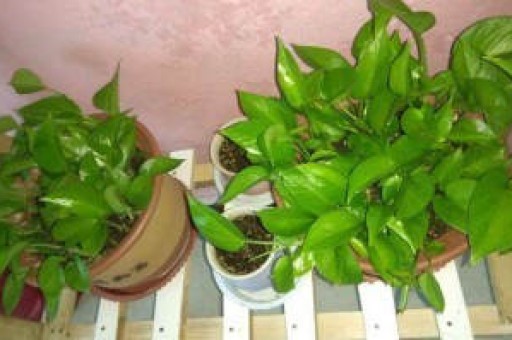 烟批发一手货源网站货到付款(云霄香烟一手货源批发)